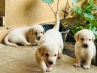 Labrador Retriever Puppies