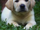 Labrador Retriever Puppies