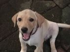 Labrador Retriever Puppies