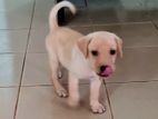 Labrador Retriever Puppies