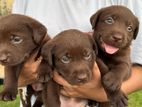 Labrador Retriever Puppies