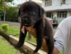 Labrador Retriever Puppies