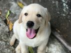 Labrador Retriever Puppies