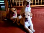 Labrador Retriever Puppies