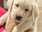 Labrador Retriever puppies