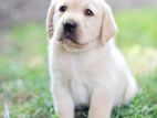 Labrador Retriever puppies