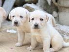 Labrador Retriever Puppies