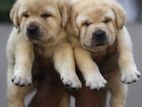 Labrador Retriever Puppies