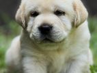 Labrador Retriever Puppies