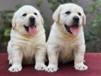 Labrador Retriever Puppies