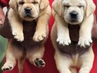 Labrador Retriever Puppies