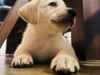 Labrador Retriever Puppies