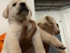 Labrador Retriever Puppies