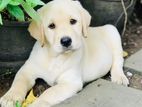 Labrador Retriever Puppies