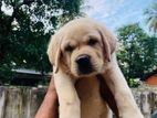 Labrador Retriever Puppies