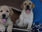 Labrador Retriever Puppies