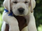 Labrador Retriever Puppies
