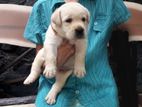 Labrador Retriever Puppies