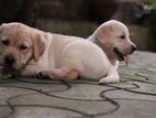 Labrador Retriever Puppies