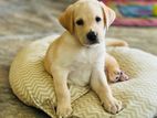 Labrador Retriever Puppies