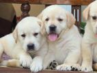 Labrador Retriever Puppies