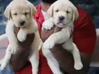 Labrador Retriever Puppies
