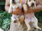 Labrador Retriever Puppies