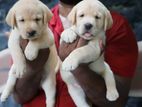 Labrador Retriever Puppies
