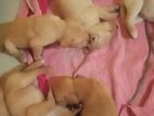 Labrador Retriever Puppies