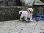 Labrador Retriever Puppies