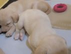 Labrador Retriever Puppies