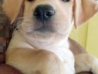 Labrador Retriever Puppies