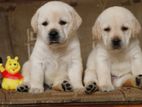 Labrador Retriever Puppies