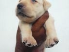 Labrador Retriever Puppies