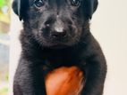 Labrador Retriever Puppies