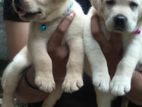 Labrador Retriever Puppies