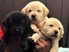 Labrador Retriever Puppies