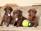 Labrador Retriever Puppies