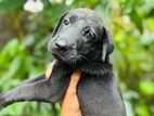 Labrador Retriever puppies