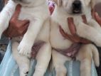 Labrador Retriever Puppies