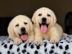 Labrador Retriever Puppies