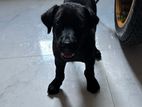 Labrador retriever puppies
