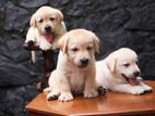 Labrador Retriever Puppies