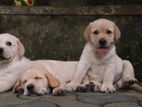 Labrador Retriever Puppies