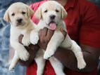 Labrador Retriever Puppies