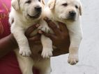 Labrador Retriever Puppies