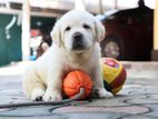 Labrador Retriever Puppies