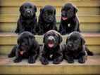 Labrador Retriever Puppies