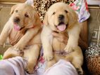 Labrador Retriever Puppies