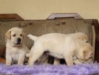 Labrador Retriever Puppies
